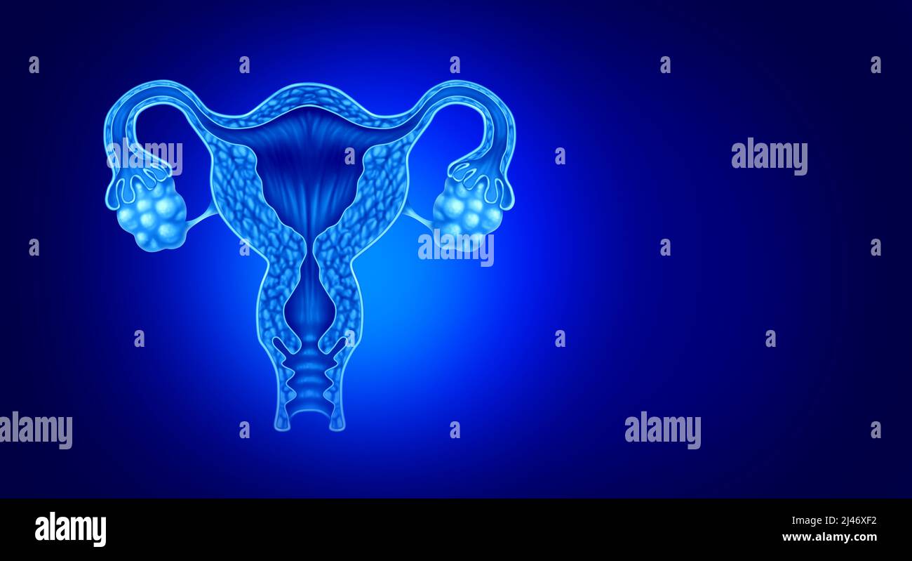 Anatomie von Uterus und Eierstöcken Konzept der weiblichen