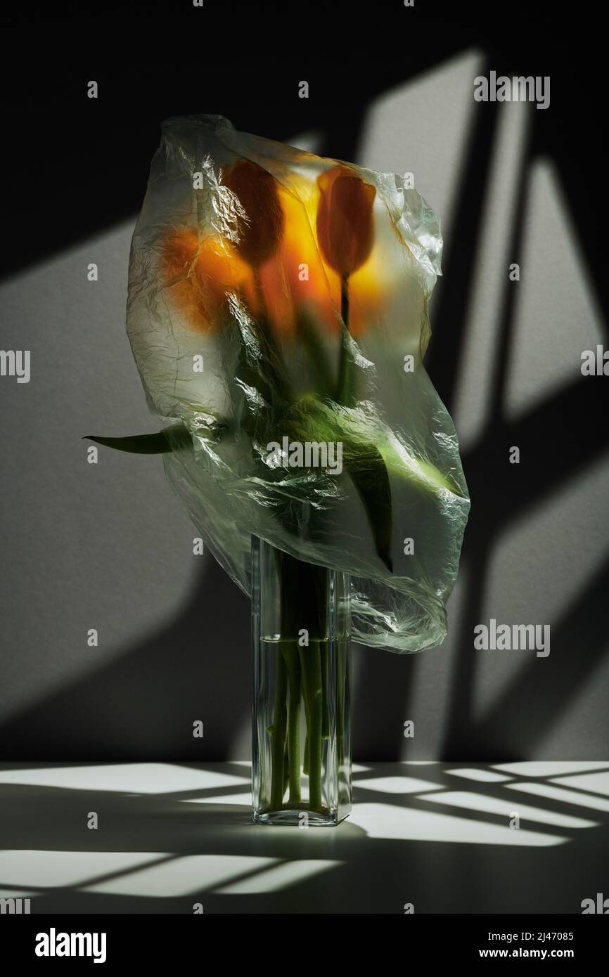 Vertikale konzeptionelle Stillleben Komposition aus gelben Tulpen in Glasvase mit Plastiktüte, Gobo Beleuchtung bedeckt Stockfoto