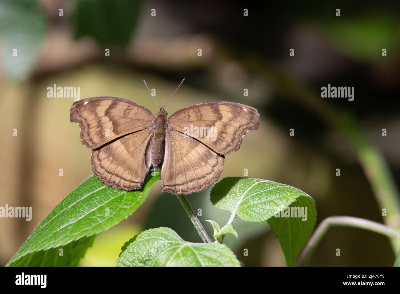 Unbekannter blasser und dunkelbrauner Schmetterling, der auf einem tropischen grünen Blatt ruht Stockfoto