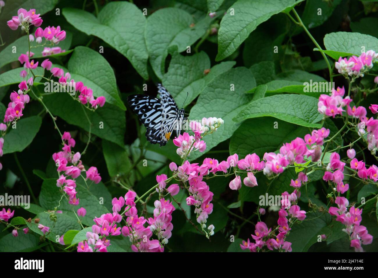 Waldnymphe (Ideopsis juventa) ein Waldnymphe-Schmetterling, der sich von tropischen rosa Blüten ernährt Stockfoto