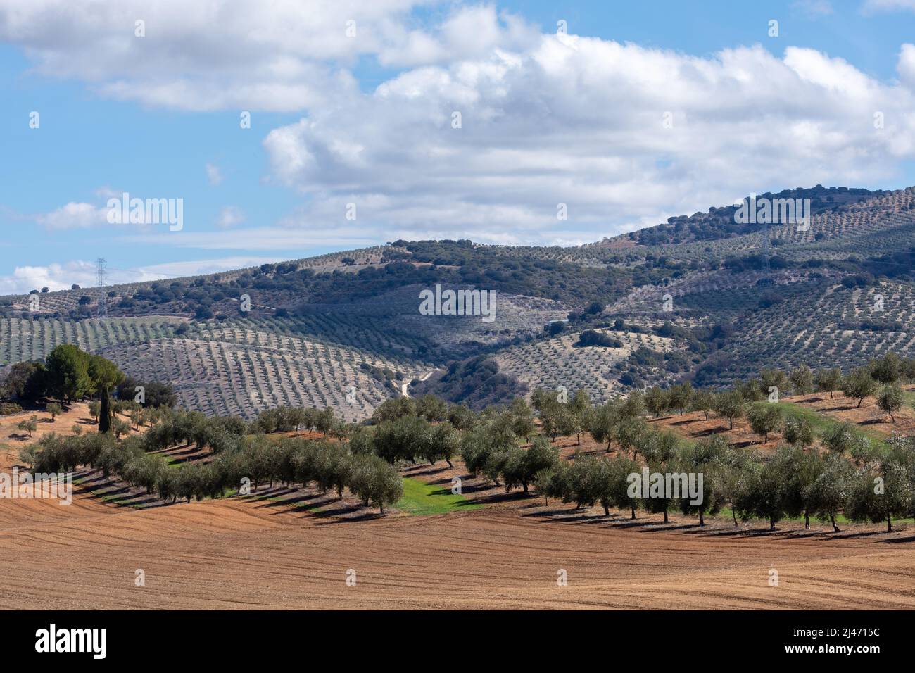 Blick auf große landwirtschaftliche Flächen von Olivenbäumen in der andalusischen Landschaft (Spanien) Stockfoto