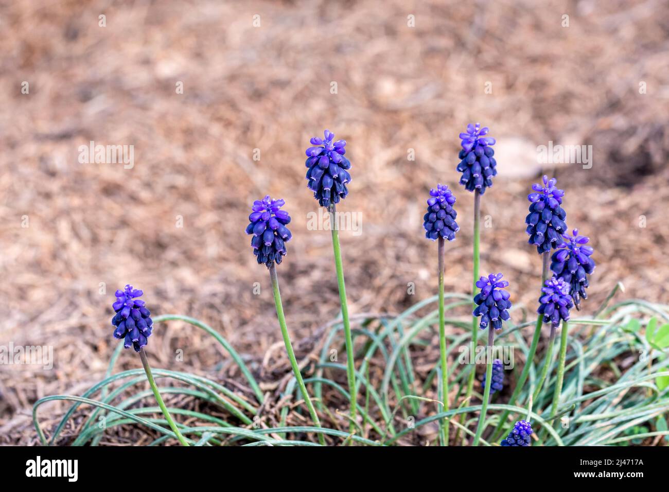 Wilde blaue Blüten von Nazarene (Muscari vernachlässectum) Unter dem Gras des Feldes Stockfoto