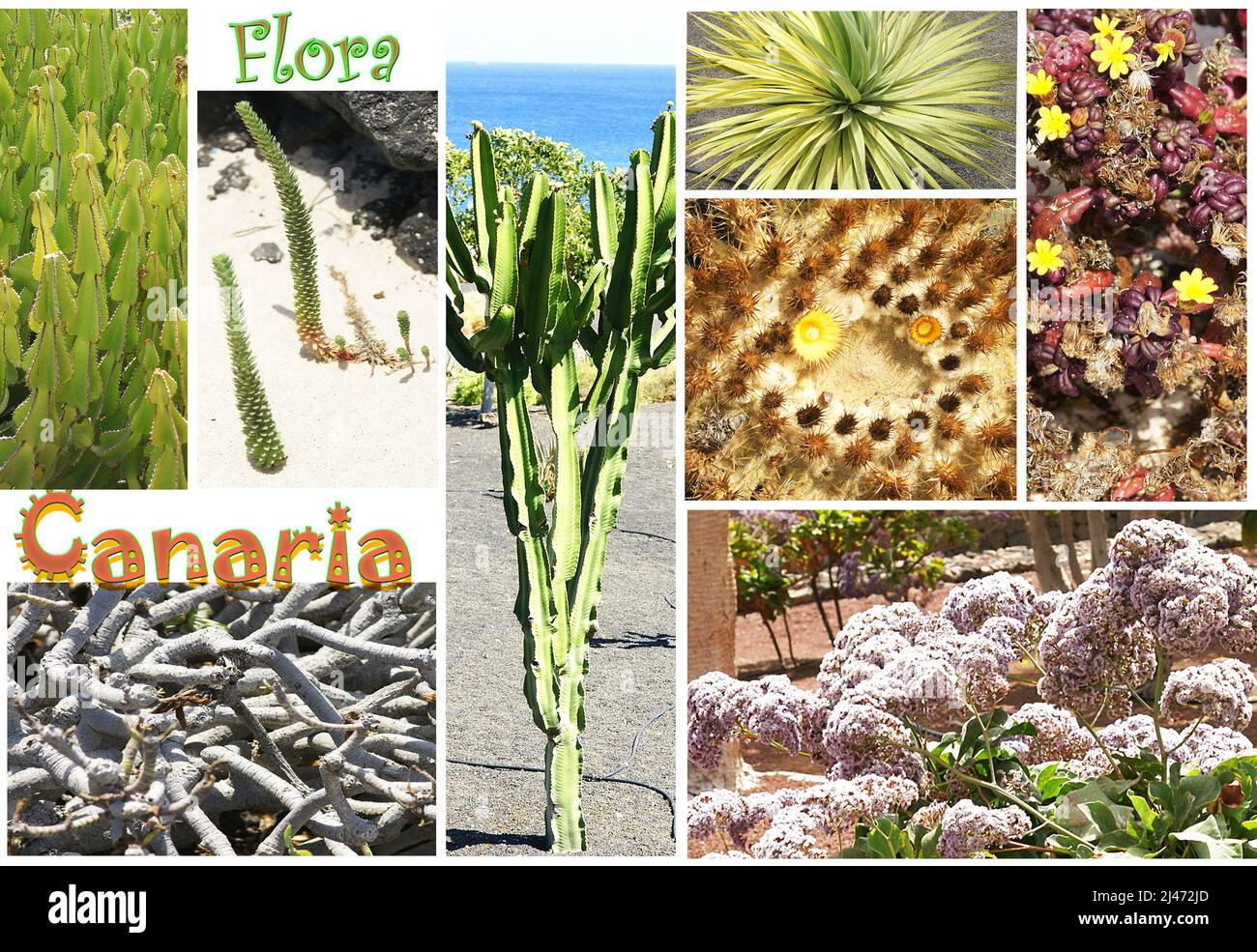 Montage von Bildern der kanarischen Flora, Kanarische Inseln, Spanien, Europa Stockfoto