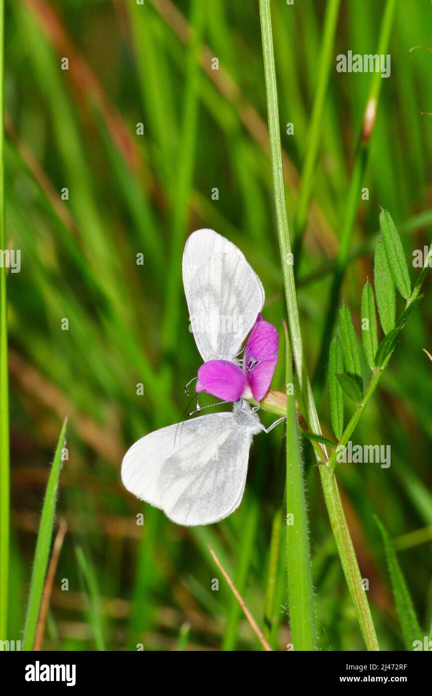 Wood White Butterflys, 'Leptidea sinapis' Rare.Gefunden in Waldreiten und Buschland. Fliegt Mai und Juni.Meeth.Devon .UK. Stockfoto