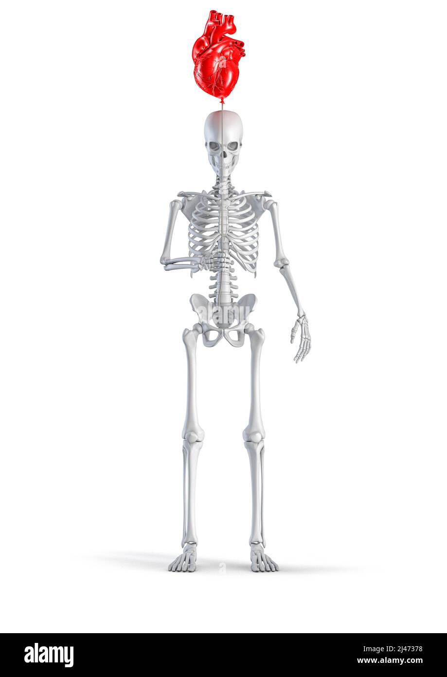 Skelett mit Herzballon - 3D Abbildung des männlichen menschlichen Skelett Figur hält roten Kunststoff anatomischen Herz geformten Ballon isoliert auf weiß Stockfoto