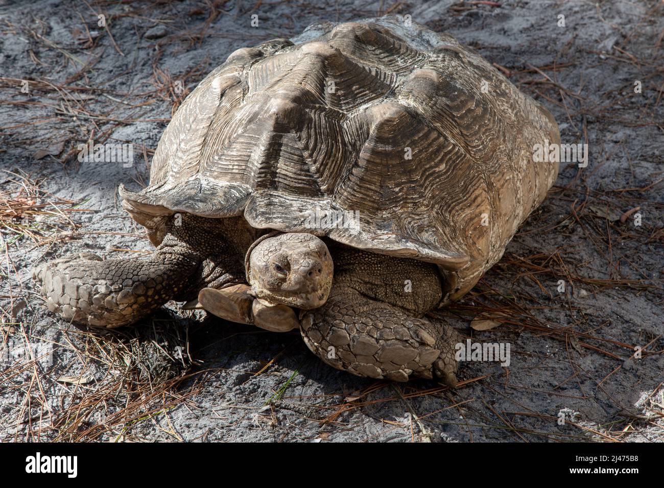 Die African Spur Thigh Tortoise im Reptile Discovery Center ist die größte Schildkröte auf dem Festland Stockfoto