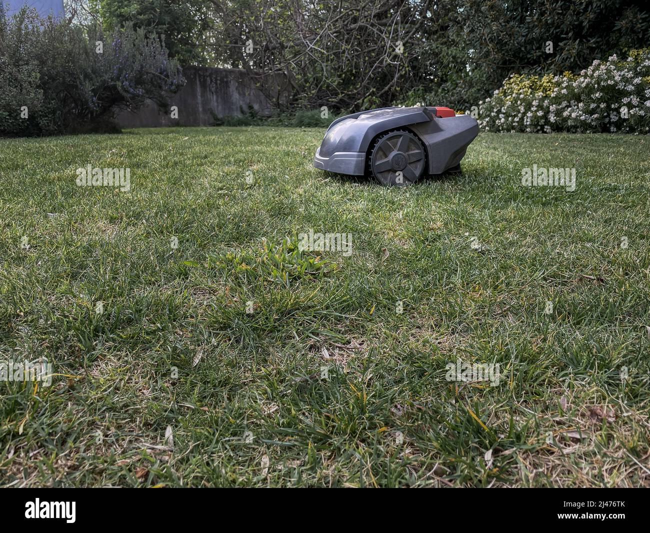 Rasenmäher schneidet grünes Gras. Arbeiten Sie allein im Garten - Roboter Stockfoto