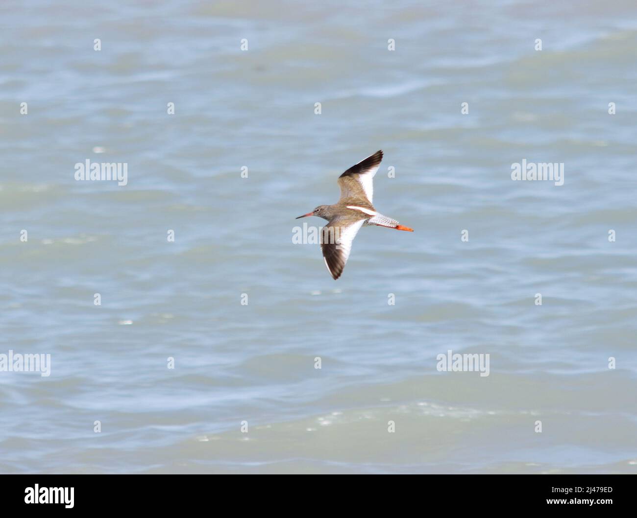 Rotschenkel - Tringa totanus fliegend Stockfoto