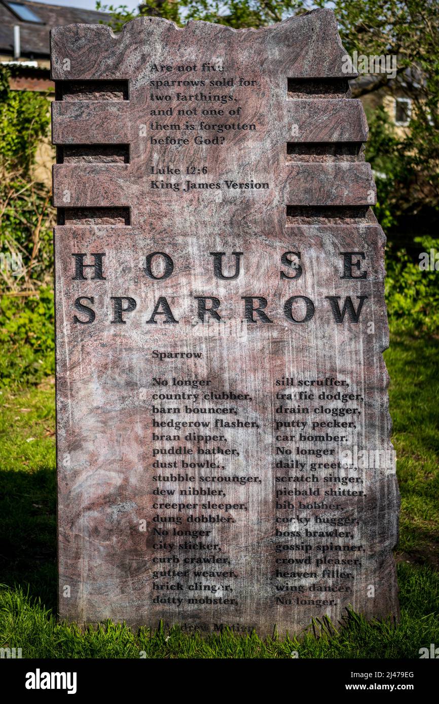 House Sparrow Sculpture mit Versen- und Liedernotizen auf dem Mill Road Cemetery Cambridge, einer von sechs Vogelskulpturen. Bildhauer Gordon Young 2014. Stockfoto