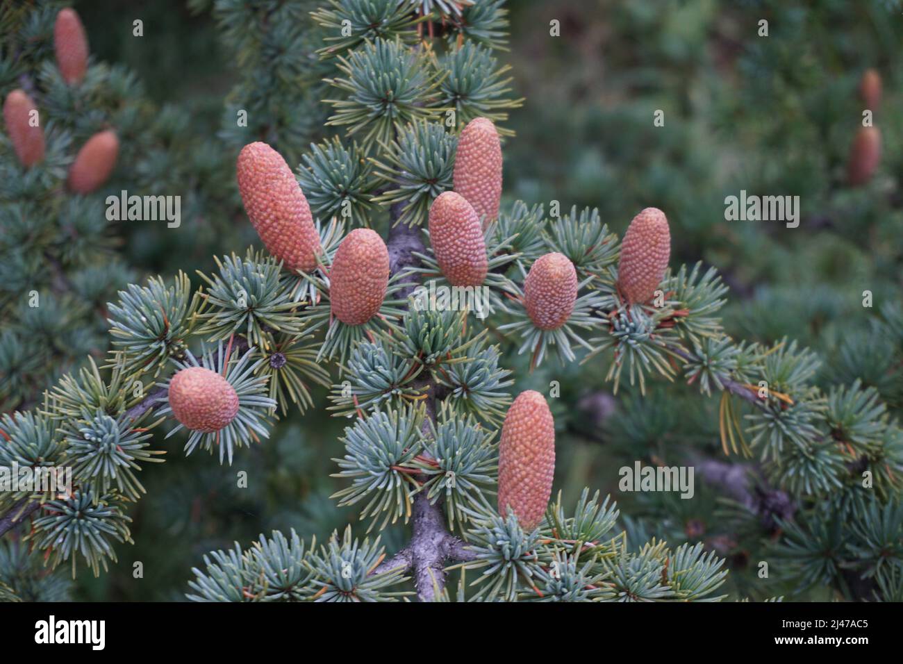 Nahaufnahme von winzigen braunen Kiefernkegel Knospen auf Baum Stockfoto