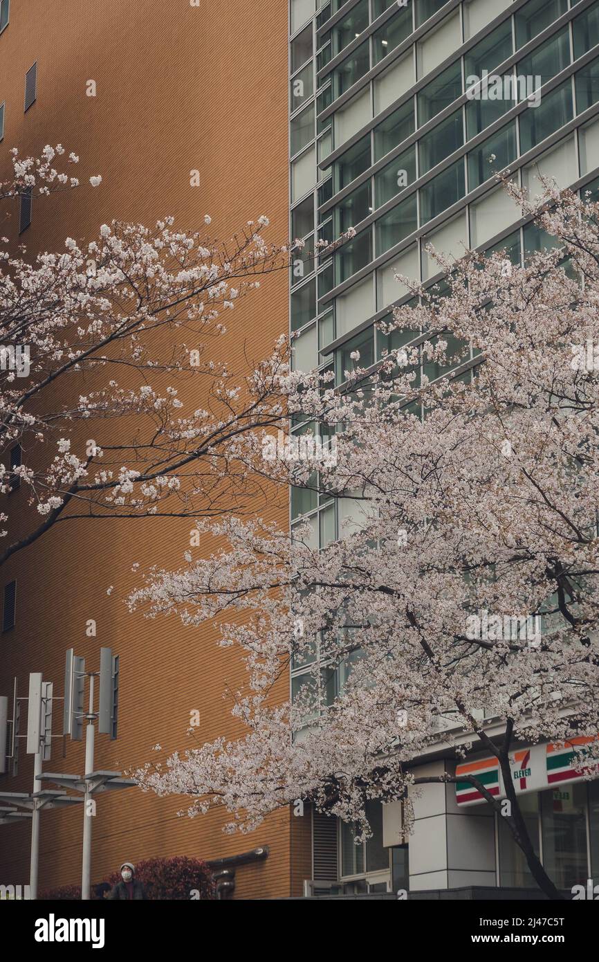 sakura-Baum verzweigt sich vor dem Gebäude Stockfoto