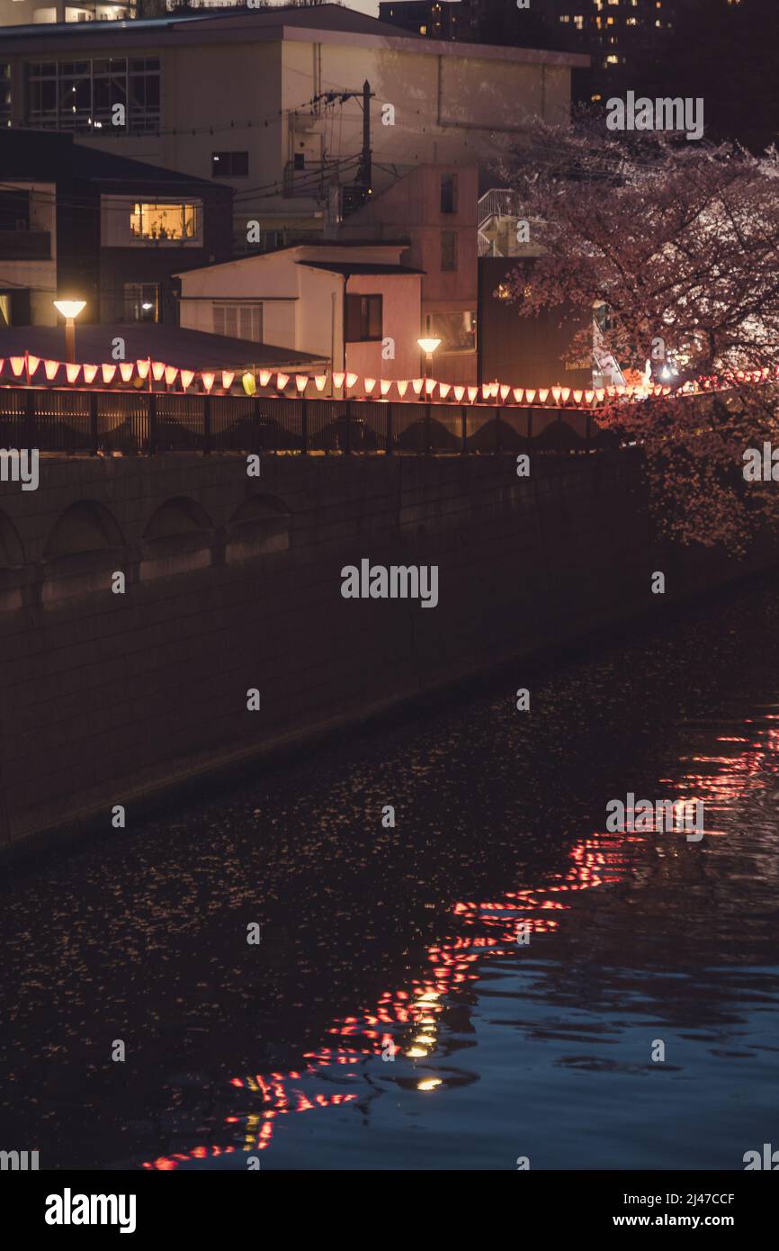 Bei Nacht ein wunderschöner Flussufer mit Kirschblütenbäumen und Lichtern Stockfoto