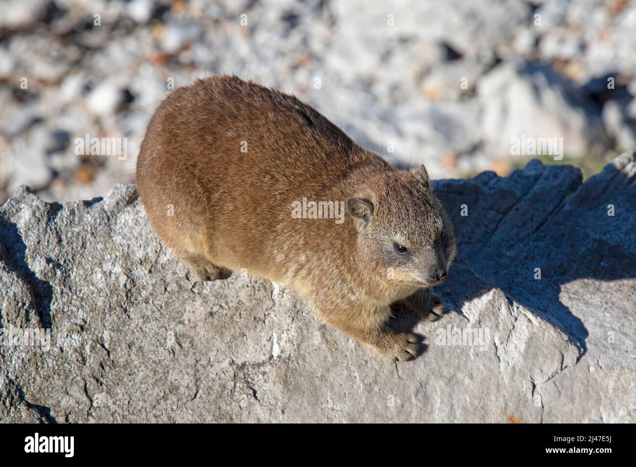 Hyrax, Procavia capensis, manchmal auch als Dassies bekannt. Auf Felsen an der Küste des Westkap in Südafrika. Stockfoto