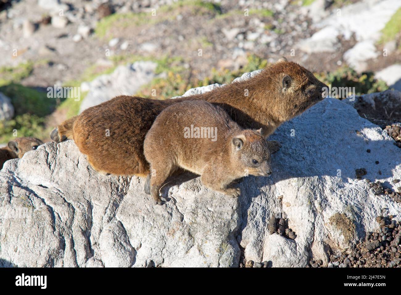 Hyrax, Procavia capensis, manchmal auch als Dassies bekannt. Auf Felsen an der Küste des Westkap in Südafrika. Stockfoto