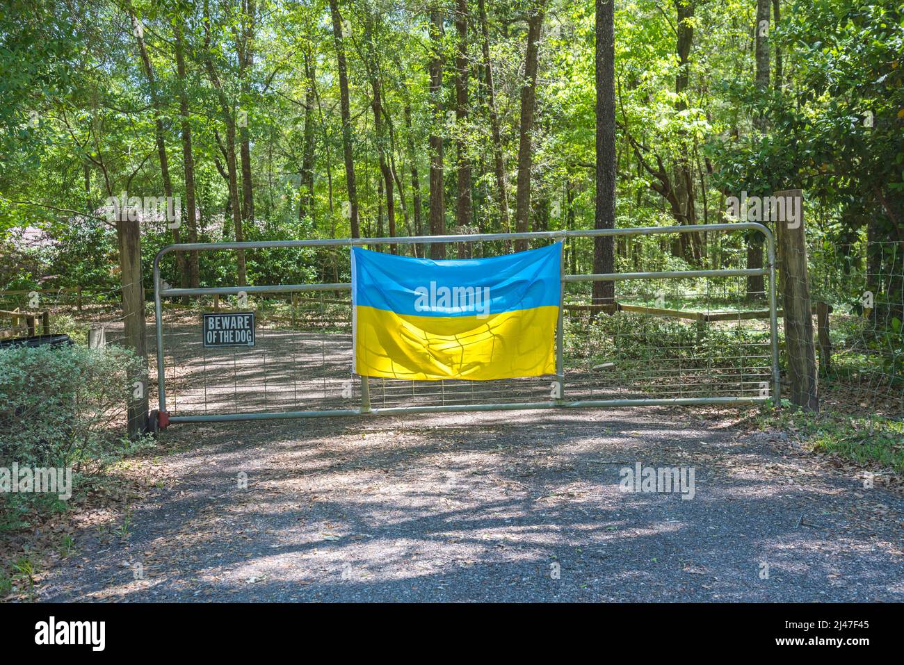Ukrainische Flagge in einem ländlichen Gebiet von Nord-Zentral-Florida in Sympathie und Vereinigung mit der Bevölkerung der Ukraine. Stockfoto