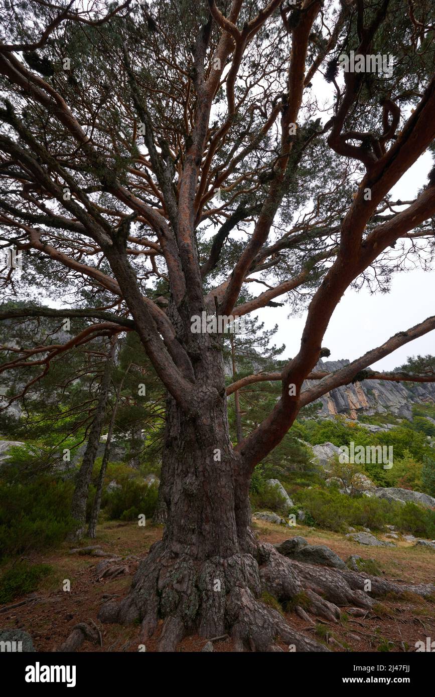 Eine große Eiche mit großen, seltsam geformten Zweigen im Herbst. Stockfoto