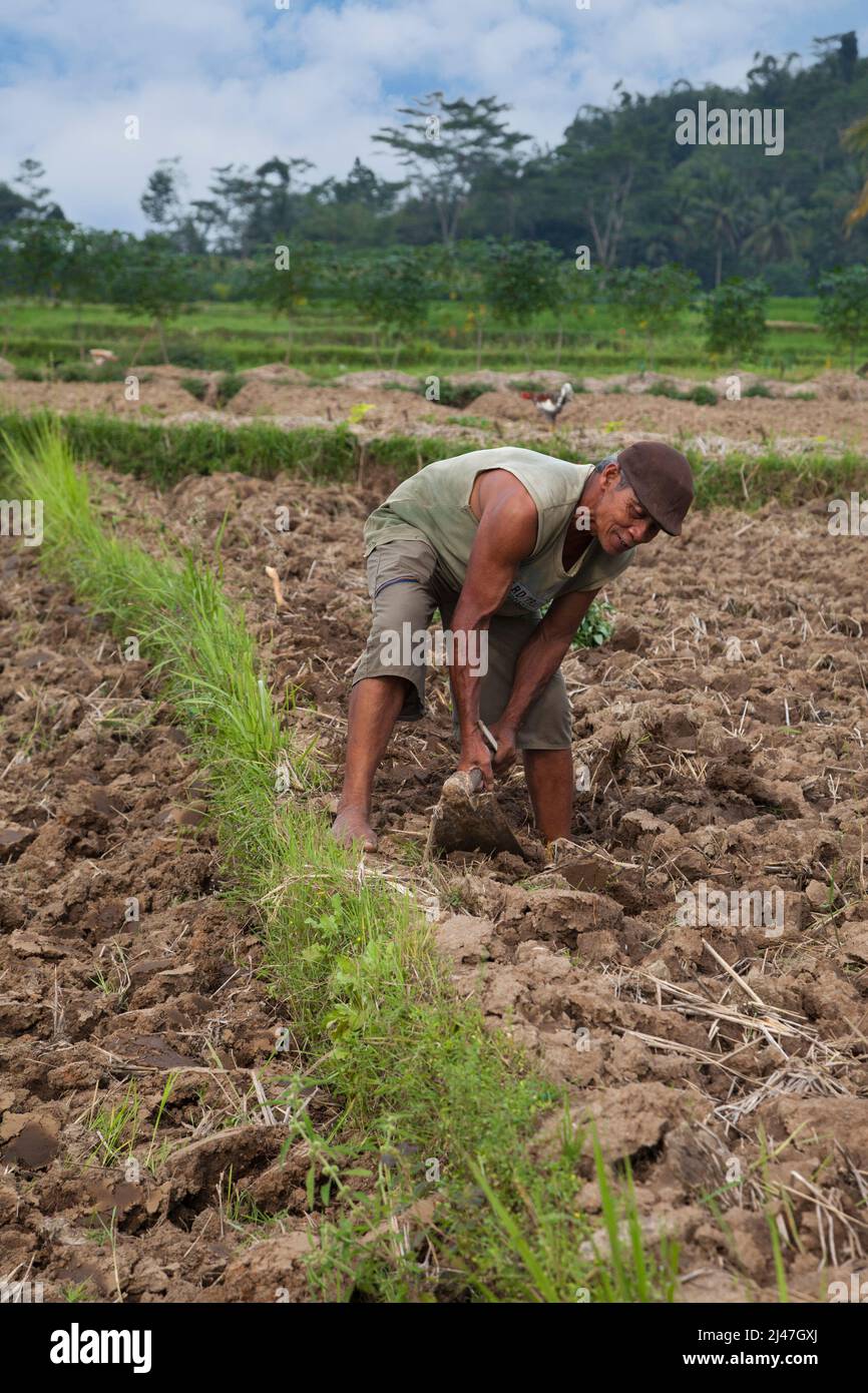 Borobudur, Java, Indonesien.  Landwirt hacken seines Fachs in der Vorbereitung für Pflanzung. Stockfoto