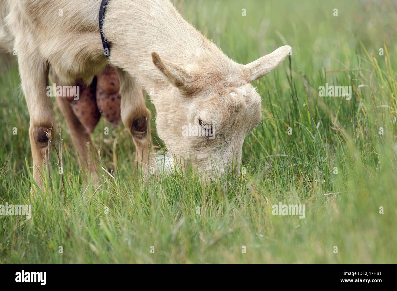 Beige Ziege grast auf einer grünen Wiese. Freilandziege grast auf einem kleinen ländlichen Bio-Milchviehbetrieb. Stockfoto