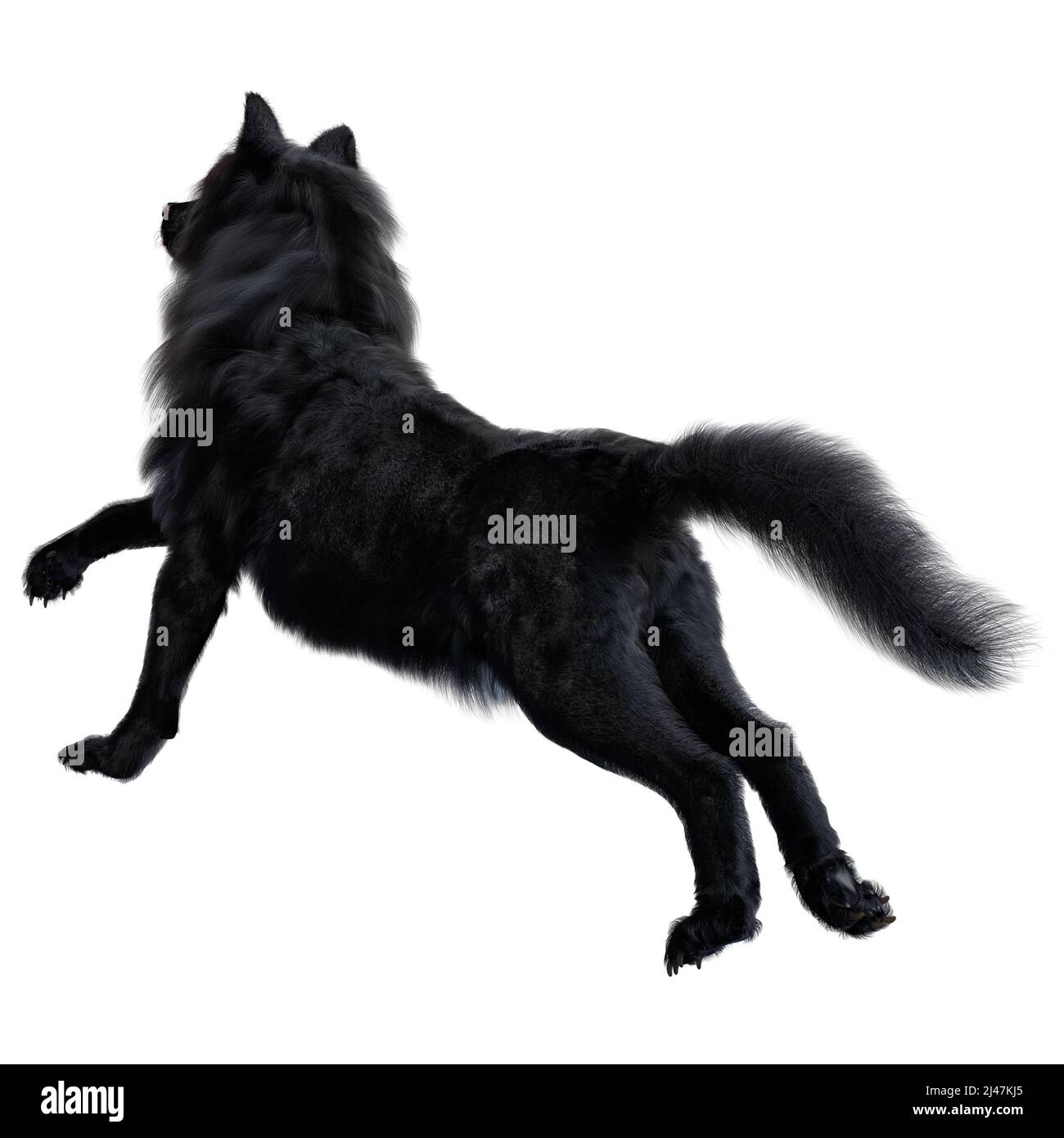 Dire Wolf auf isoliertem Hintergrund, 3D-Illustration, 3D-Rendering Stockfoto