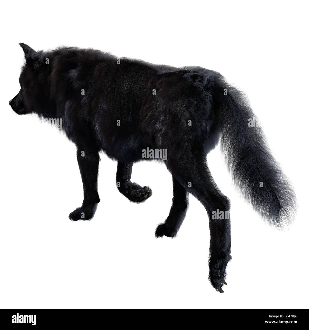 Dire Wolf auf isoliertem Hintergrund, 3D-Illustration, 3D-Rendering Stockfoto