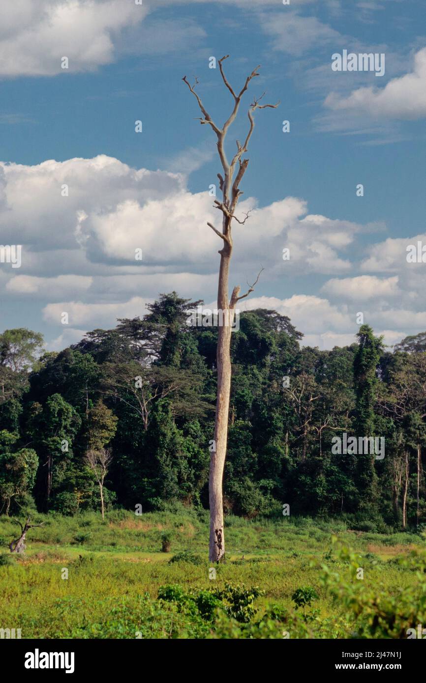 Westliche Elfenbeinküste, Elfenbeinküste, Westafrika - Entwaldung für die Landwirtschaft, Slash and Burn. Stockfoto