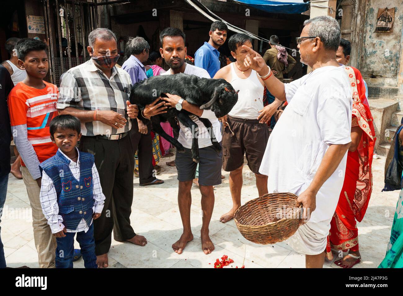 Ein Schaf wird als Opfer angeboten, um im Hindu-Kalighat-Kali-Tempel geschlachtet zu werden. Kalkutta, Indien Stockfoto