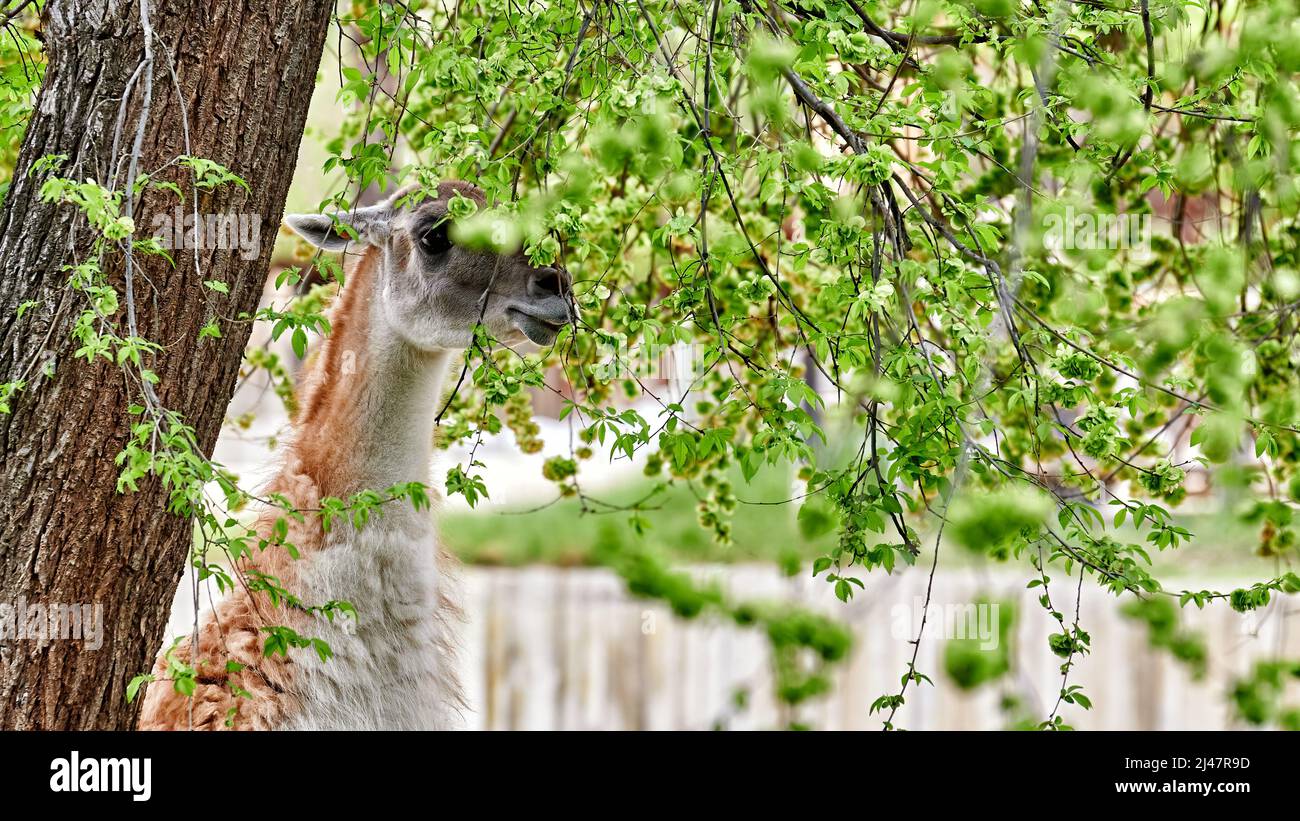 Lama (Lama glama), Tier der Familie der Camelidae, aufgezogen auf den Beinen, die aus den Blättern eines Baumes fressen Stockfoto