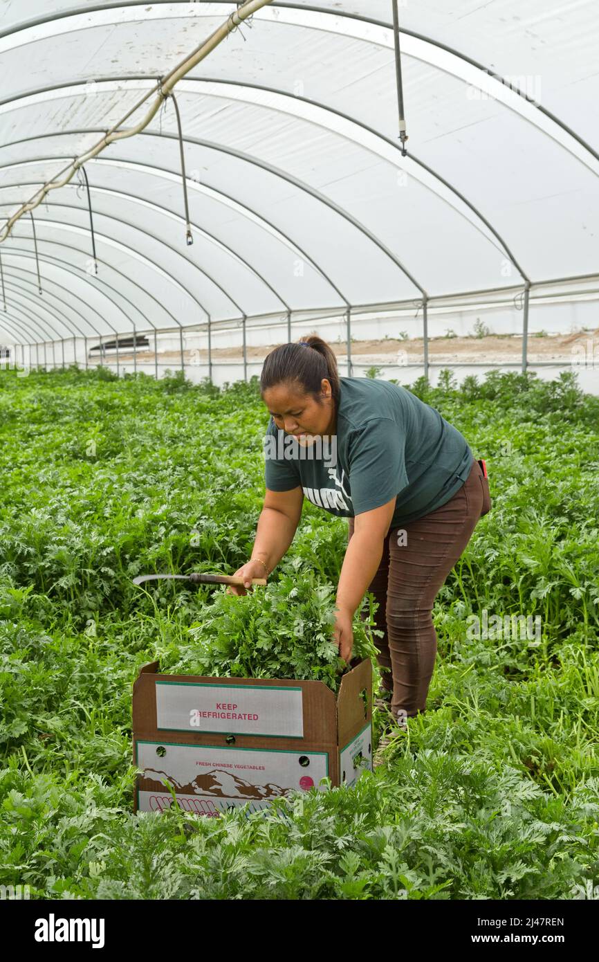 Weibliche Arbeiterin erntet chinesisches Gemüse „Tong Hao“ im Gewächshaus, auch Crown Daisy, Garland Daisy genannt. Stockfoto