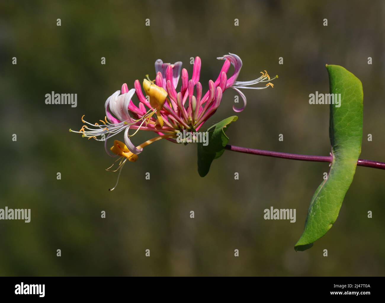 Lonicera etrusca Superba oder Lonicera japonica bekannt als Pink Japanese Honeysuckle flacher Fokus mit Bokeh-Effekt im Hintergrund. Stockfoto