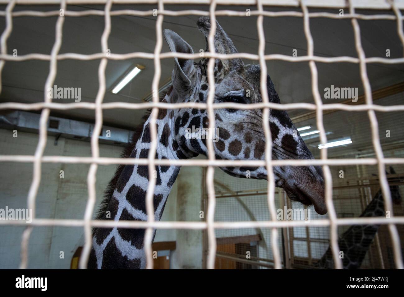 Kiew, Ukraine. 5. April 2022. Dguto, eine 17 Jahre alte afrikanische Giraffe, die im Kiewer Zoo gesehen wurde. Als Tiere in Kiewer Zoos neben einer wichtigen Militäranlage im Herzen der Stadt Kiew, hat die Ukraine im vergangenen Monat aufgrund der russischen Offensive auf die Stadt Angst vor Non-Stop-Luftschleiern und Beschuss. Kyriw Zoo Direktor, Kyrylo Trantin (49) sagte: „Es sind Tiere, wenn sie den Zoo verlassen, haben sie sogar nur wenige Lebensmöglichkeiten, Und sie müssen sich russischen Panzern stellen.'', als er und andere Mitarbeiter ihre Familienmitglieder mitbrachten, um im Zoo zu bleiben, um sich Tag und Tag um die Tiere zu kümmern Stockfoto