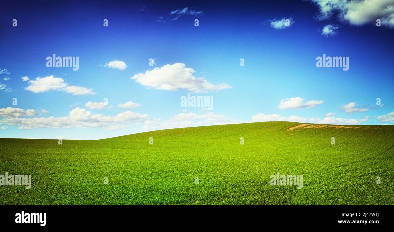 Ein Feld aus grünem Gras gegen einen perfekten bue-Himmel - CopyspaceEin Landschaftsfoto eines grünen Feldes und eines blauen Himmels - ALLE Designs auf diesem Bild sind aus erstellt Stockfoto