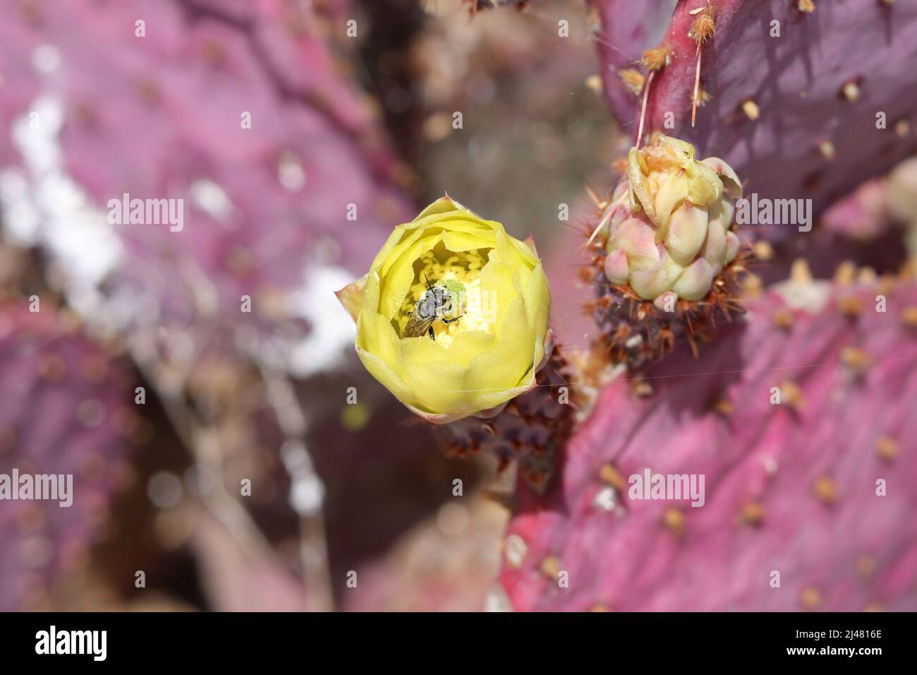 Nahaufnahme einer teilweise geöffneten gelben Santa Rita Kaktusbirne oder Opuntia gosseliniana mit einer nährenden Blattbiene. Stockfoto