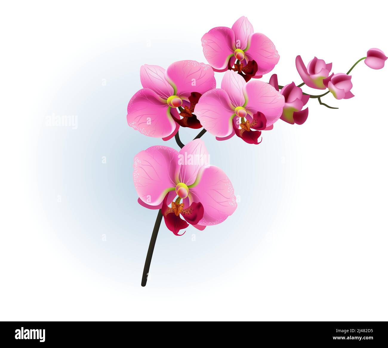 Realistische Vektordarstellung des rosa Orchideenzweiges. Phalaenopsis, Blüte, Zimmerpflanze. Blumenkonzept. Für Themen wie Schönheit, Botanik, Frühling Stock Vektor