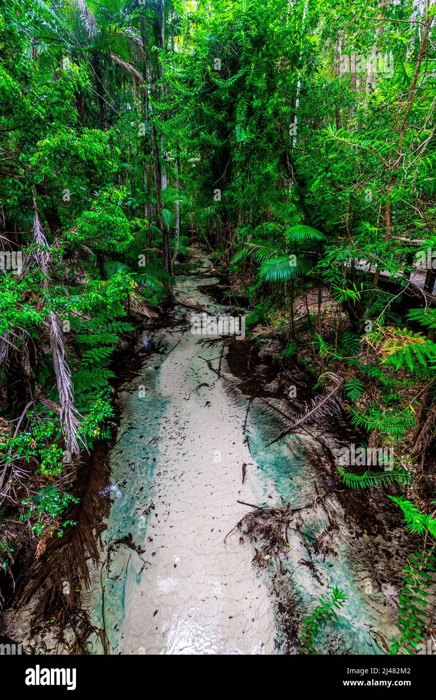 Der Wanggoolba Creek mit seinem kristallklaren Wasser windet sich durch das Regenwald-Tal in der Nähe der Central Station auf Fraser Island, Queensland, Australien Stockfoto