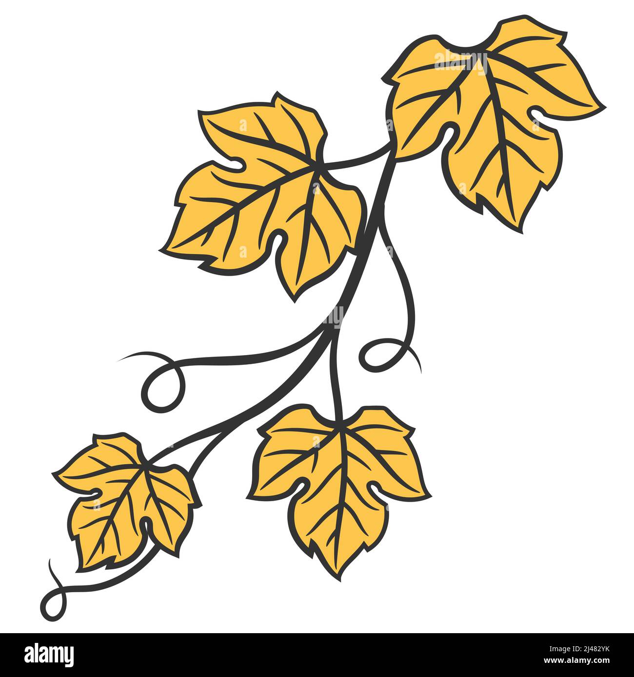 Illustration der Weinrebe mit Blättern. Bild der Weinkellerei für Restaurants und Bars. Stock Vektor