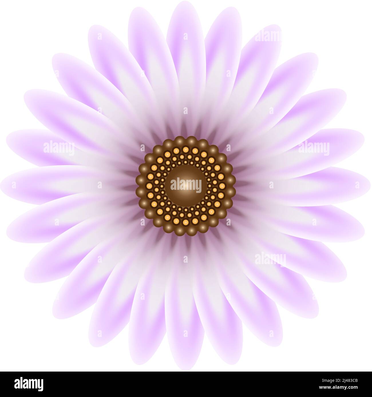 Zeichnung von lila Gänseblümchen Blume Stock Vektor