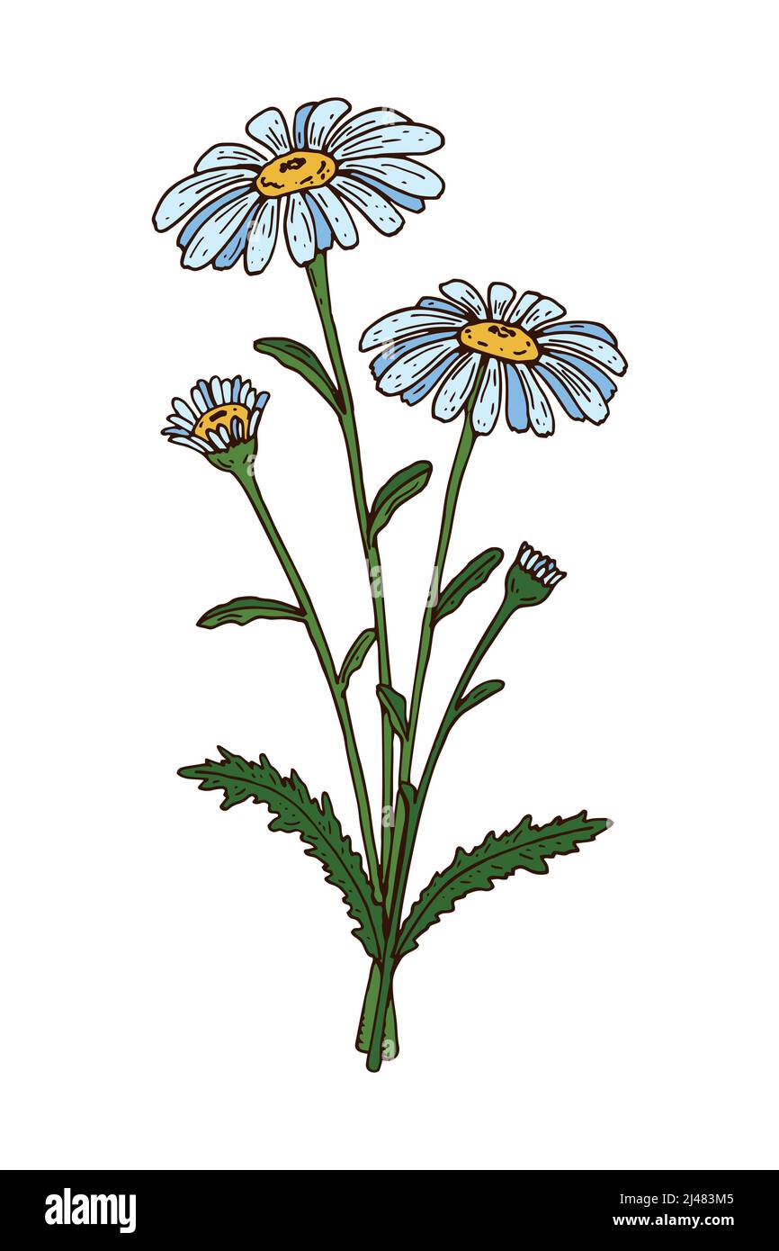 Handgezeichnete, farbige botanische Vektordarstellung einer blühenden Kamille. Zeichnung der Wiesenpflanze Stock Vektor