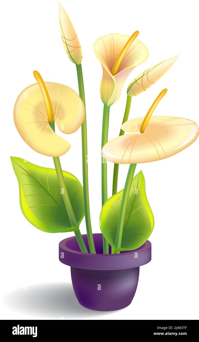 Abbildung der Calla mit Blättern und Topf. Blume, Hauspflanze, Lilie. Blumenkonzept. Kann für Themen wie, Grüße, Gartenarbeit, Innenarchitektur verwendet werden Stock Vektor