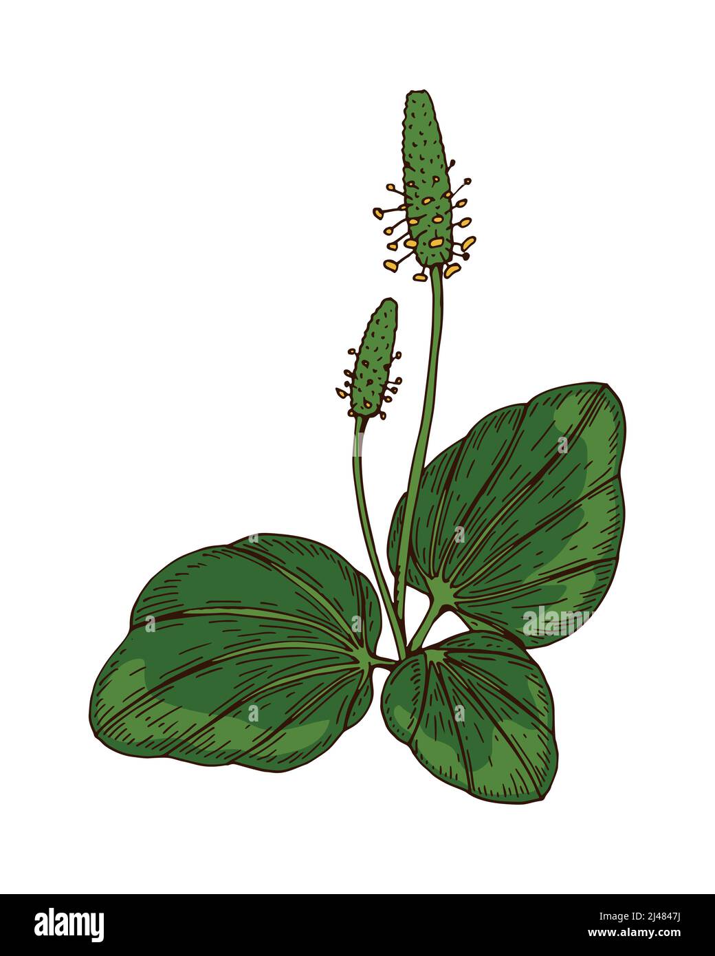Handgezeichnete farbige botanische Vektordarstellung eines Kochbananen. Zeichnung der Wiesenpflanze Stock Vektor