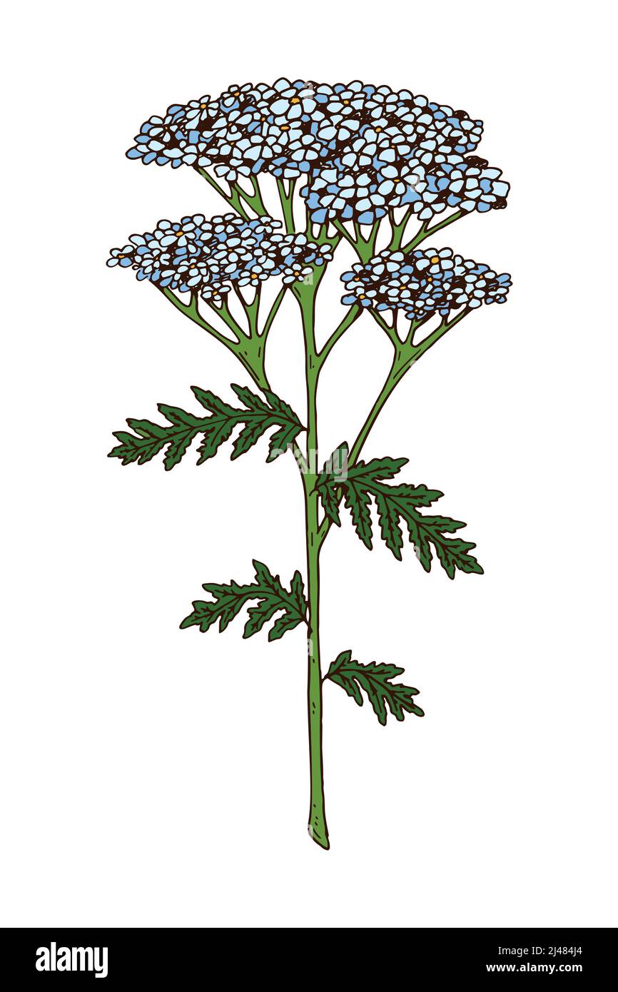 Handgezeichnete farbige botanische Vektordarstellung einer blühenden Schafgarbe. Zeichnung der Wiesenpflanze Stock Vektor