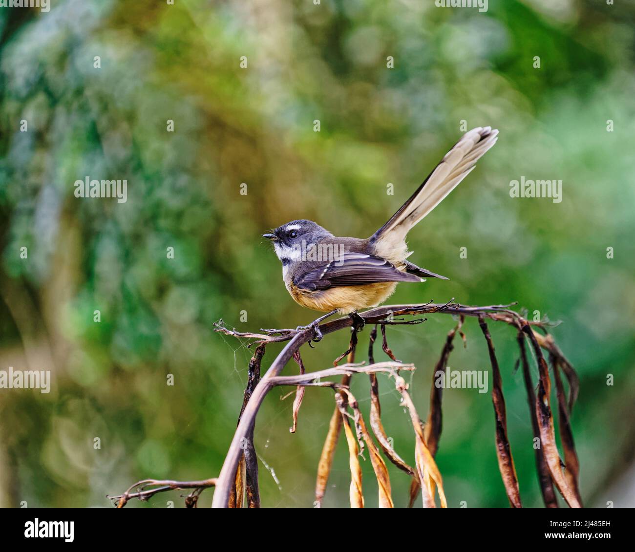 Die neuseeländische Fantail auf einer Flachspflanze (Māori Namen, pīwakawaka, tīwakawaka oder piwaka) ist ein kleiner Insektenfresser Fliegenfänger. Stockfoto