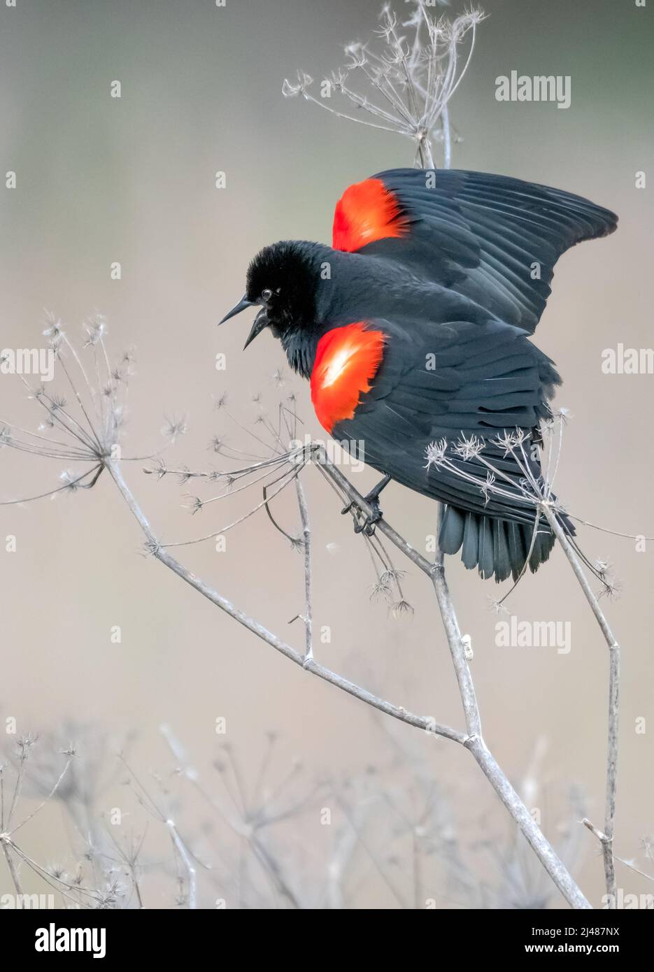 Rote geflügelte Amsel Stockfoto