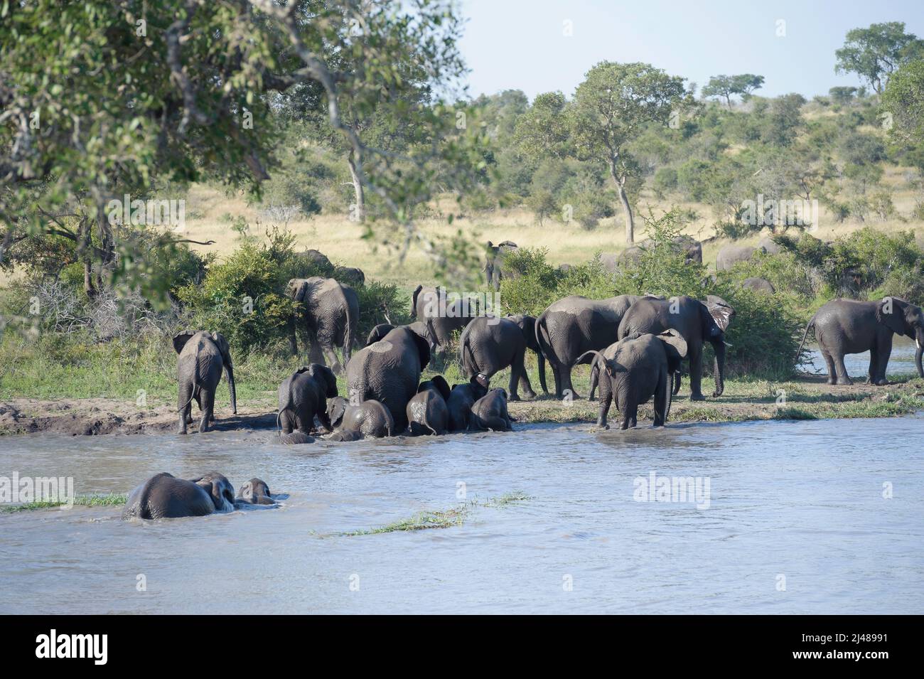 Eine große Herde afrikanischer Elefanten überquert gemeinsam den Fluss im Kruger National Park, Südafrika. Stockfoto