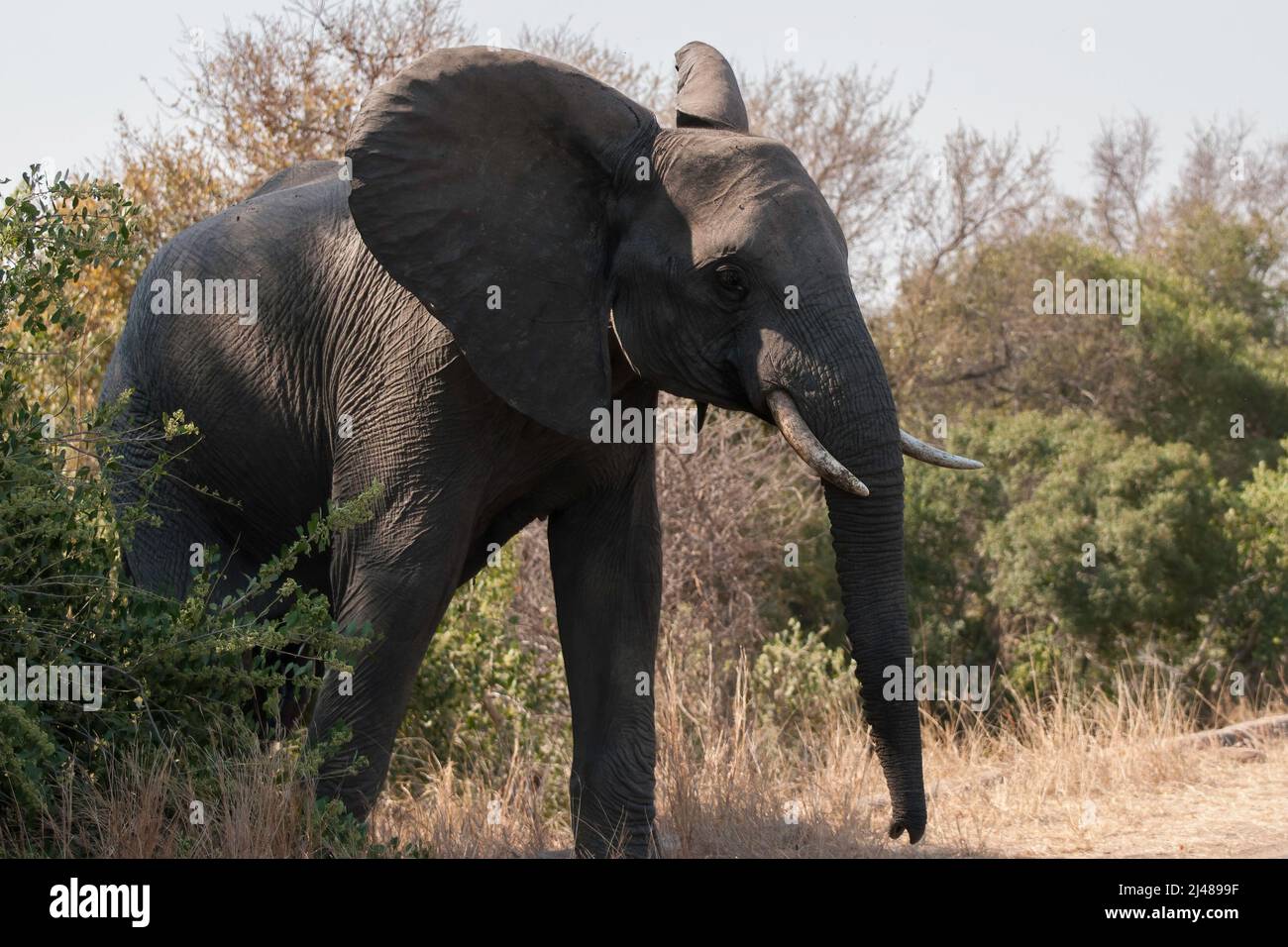 Ein großer afrikanischer Elefant im Krüger Nationalpark, Südafrika Stockfoto