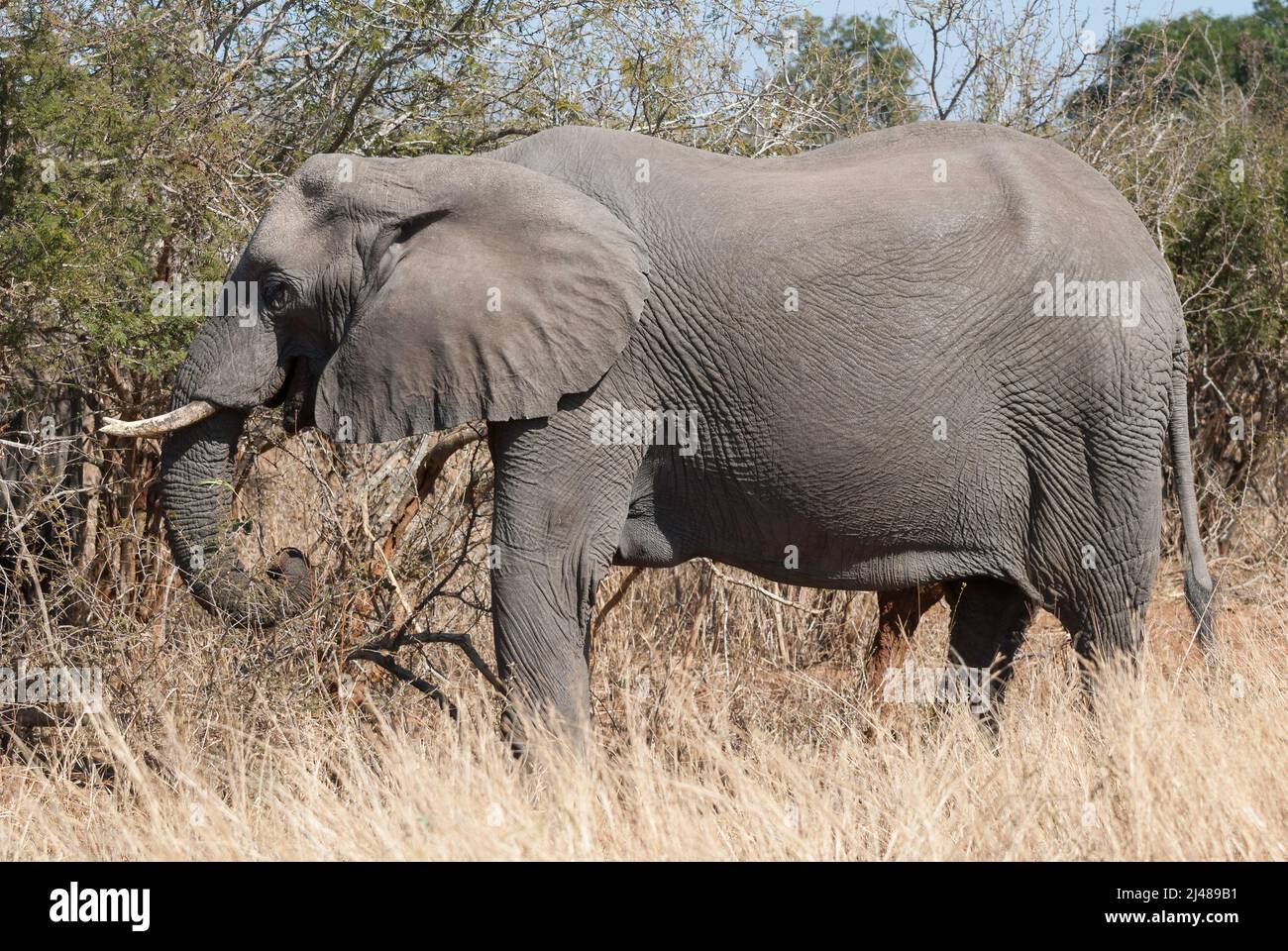 Ein großer afrikanischer Elefant, der isst, Kruger National Park, Südafrika Stockfoto