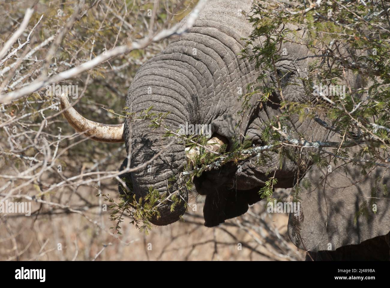 Ein großer afrikanischer Elefant mit Stoßzähnen, Essen, Kruger-Nationalpark, Südafrika Stockfoto