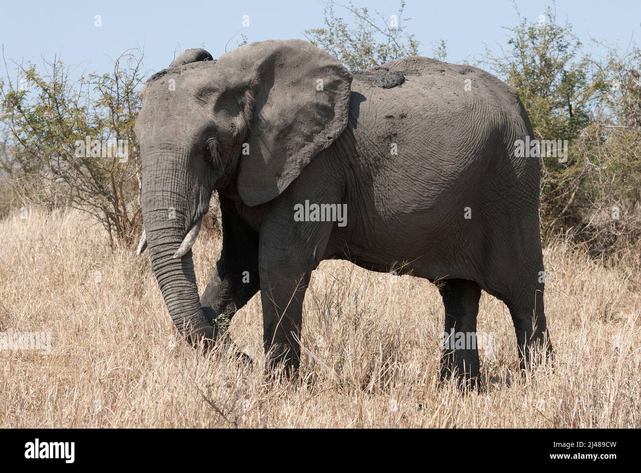 Ein großer afrikanischer Elefant mit Stoßzähnen, Essen, Kruger-Nationalpark, Südafrika Stockfoto