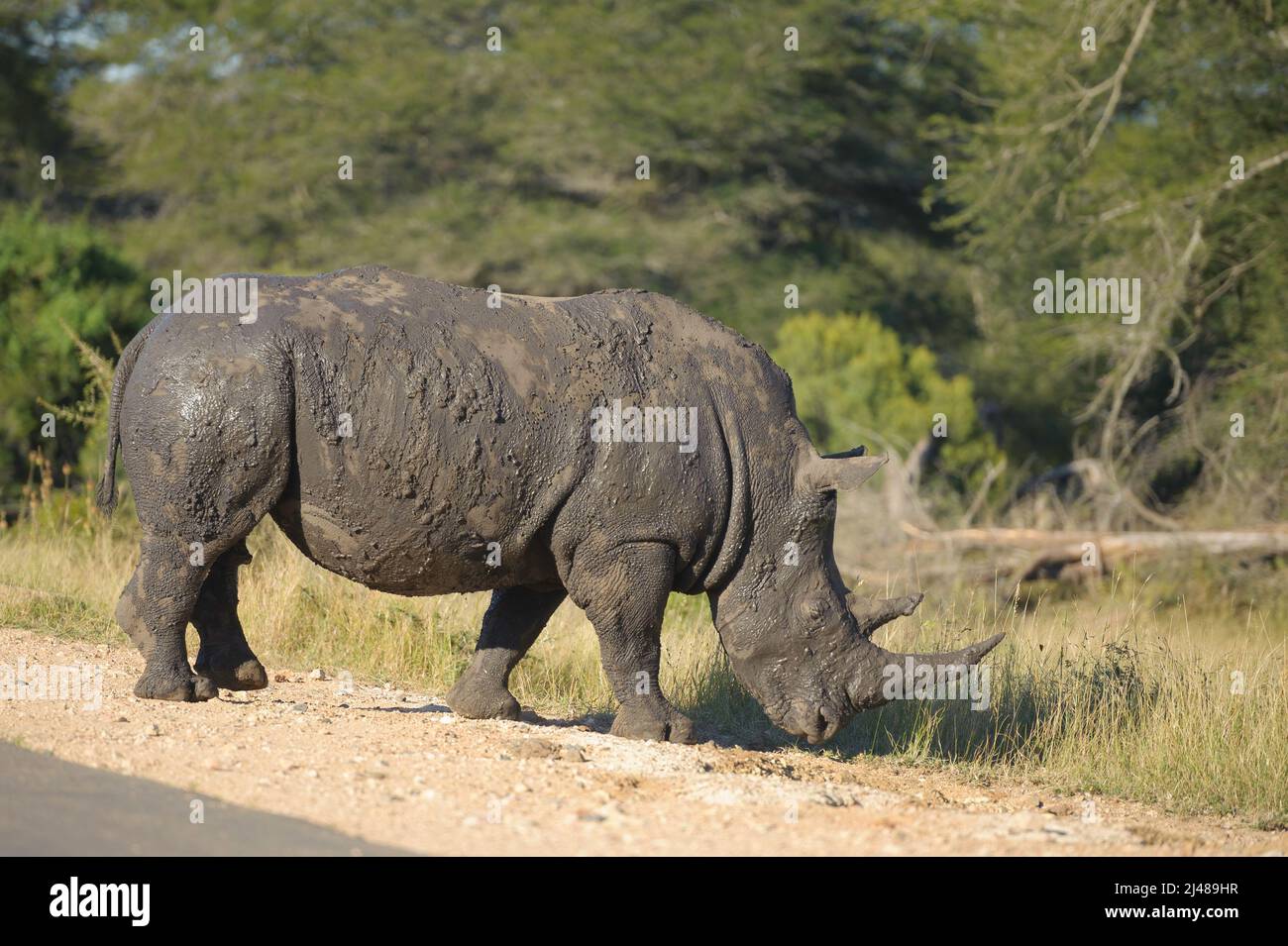 Ein sehr schlammiges und glückliches weißes Nashorn überquert die Straße nach seinem morgendlichen Bad in einer Schlammpfütze, Kruger National Park, Südafrika Stockfoto