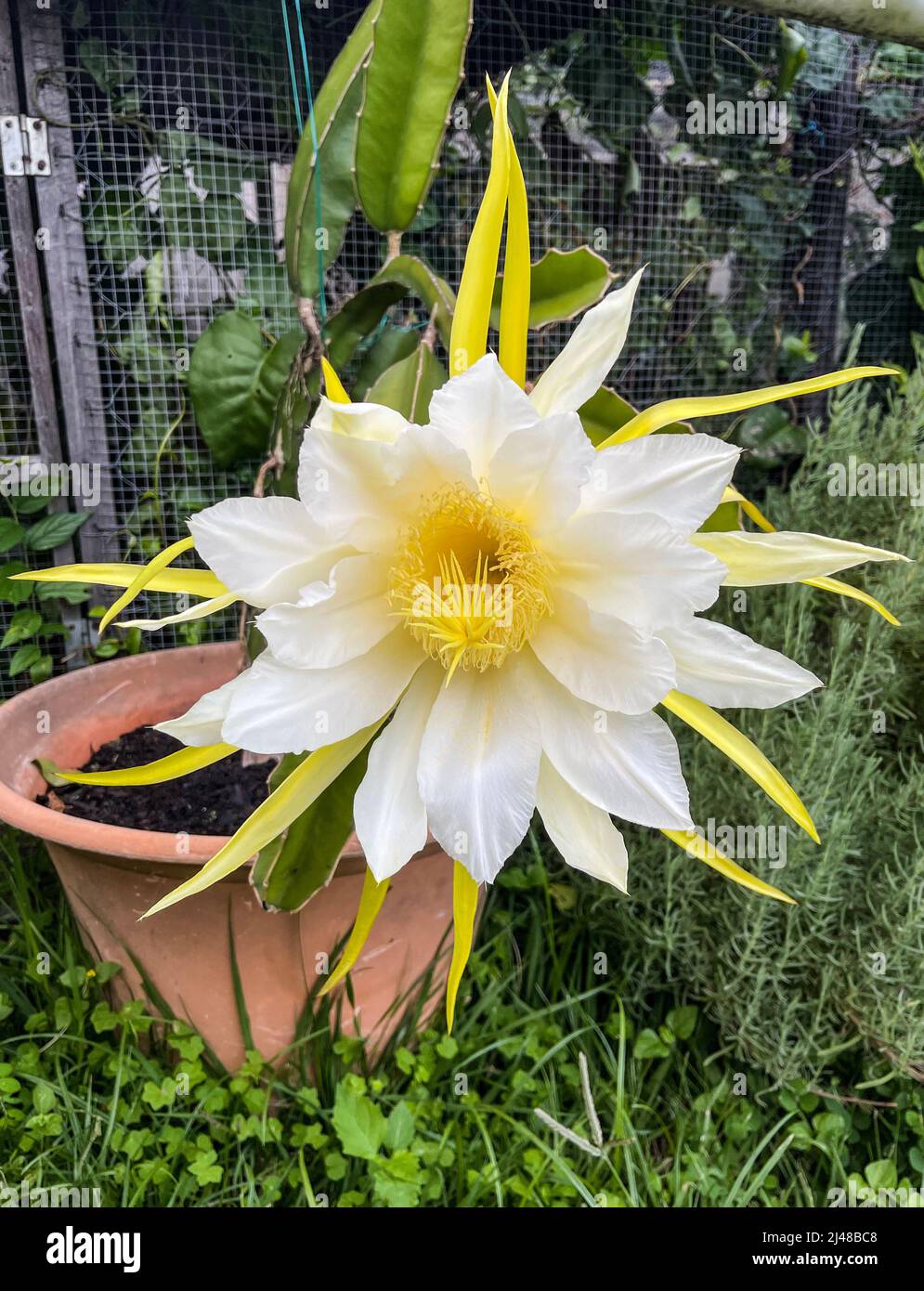 Detail einer großen Blüte einer Pitaya- oder Drachenfrucht (Hylocereus costariscensis), nach der Blüte in der Nacht. Stockfoto