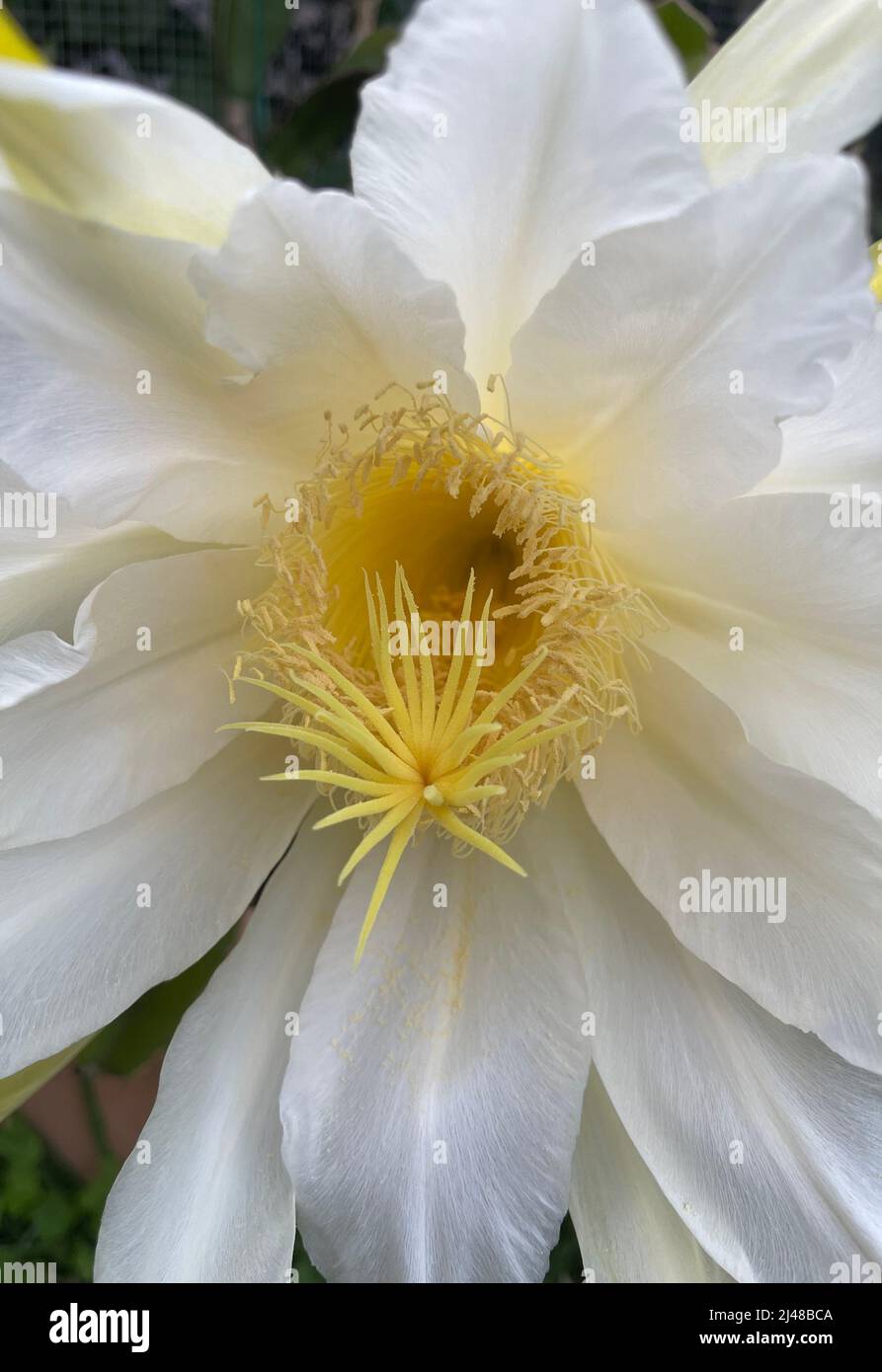 Detail einer großen Blüte einer Pitaya- oder Drachenfrucht (Hylocereus costariscensis), nach der Blüte in der Nacht. Stockfoto